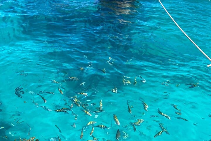 Punta Cana Catalina Island Diving & Snorkeling Day Trip photo 3