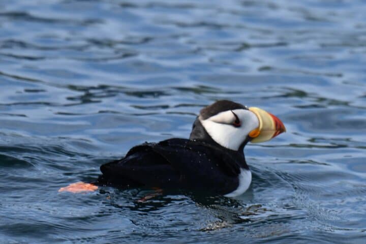 Explore Kenai Fjords National Park: Whale Watching and Fishing Adventure photo 5