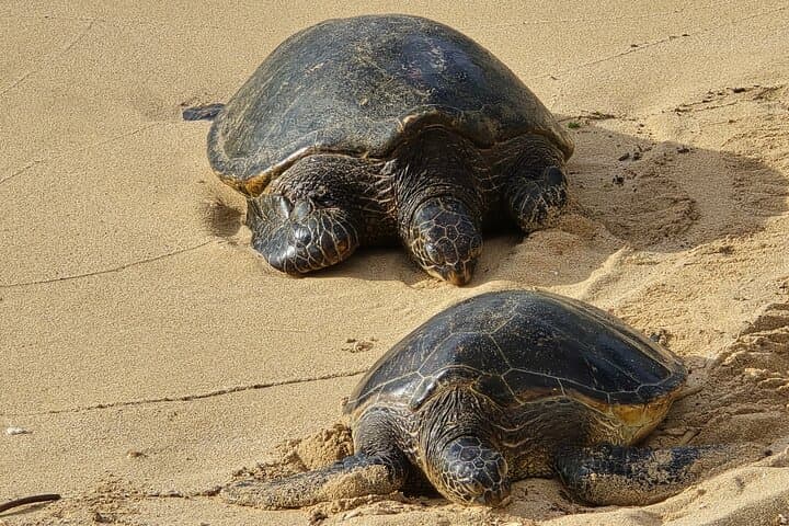 Private Road to Hana Tour with Pickup — Full-Day Guided Maui Adventure photo 5