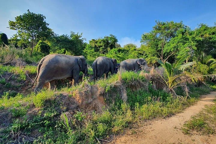 Ethical Elephant Sanctuary Trek — Living Green Experience Near Bangkok and Pattaya