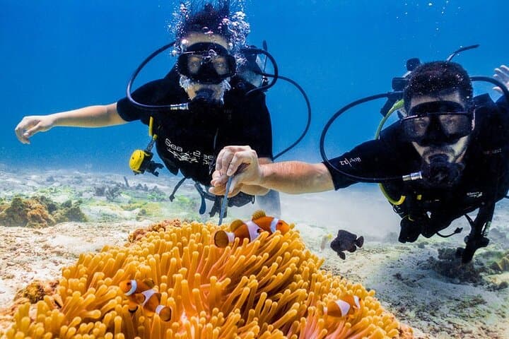 Marmaris Two-Dive Scuba Trip: Explore Aegean Reefs with Transfers & Lunch photo 5