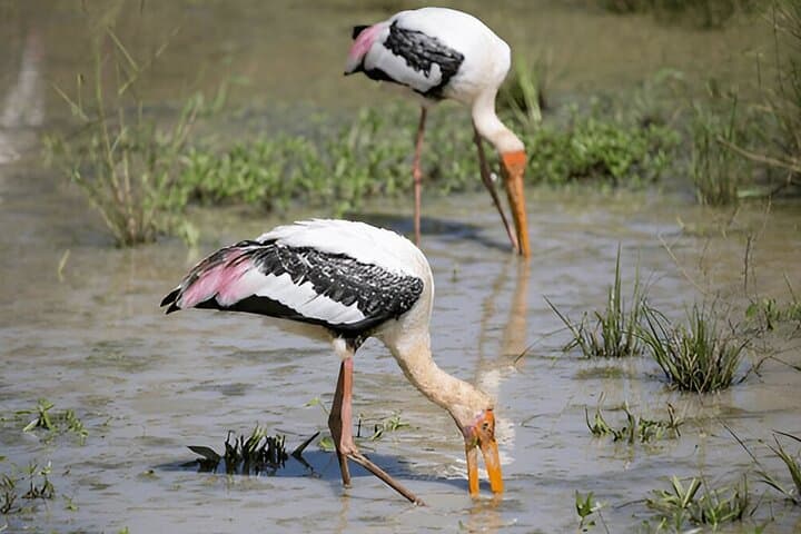 Polonnaruwa to Kandy Private Tour with 4‑Hour Wasgamuwa Safari photo 2