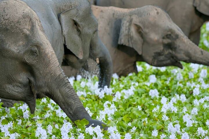 Polonnaruwa to Kandy Private Tour with 4‑Hour Wasgamuwa Safari