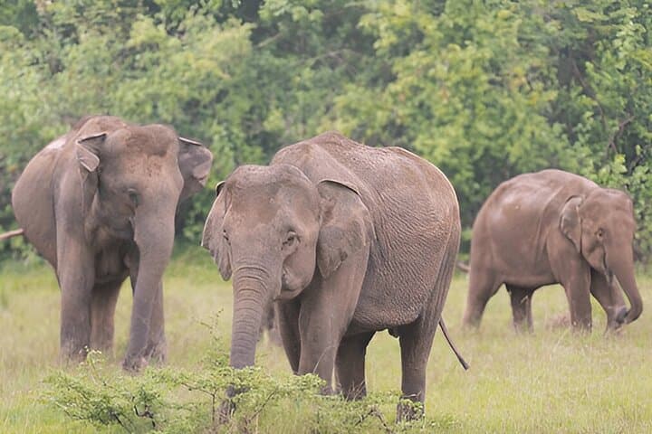 Polonnaruwa to Kandy Private Tour with 4‑Hour Wasgamuwa Safari photo 4