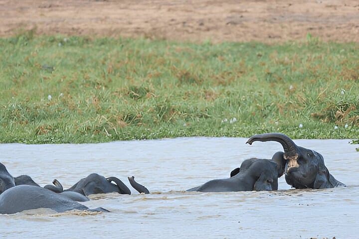 Polonnaruwa to Kandy Private Tour with 4‑Hour Wasgamuwa Safari photo 5