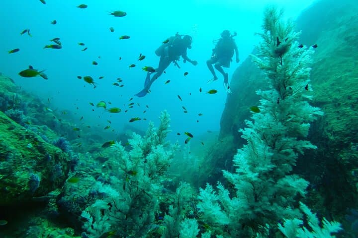 South Coast Sri Lanka Fun Dives for Certified Divers — Galle Wrecks & Reefs photo 1