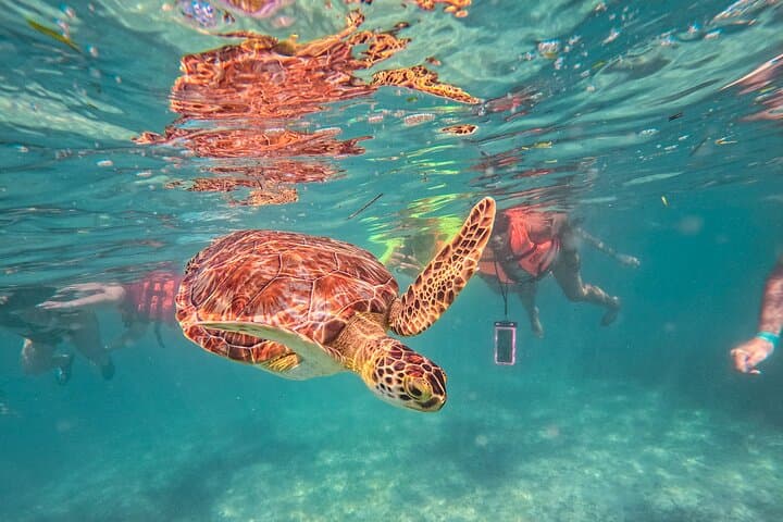 Tulum Early-Access Ruins, Akumal Sea Turtle Swim & Cenote Adventure