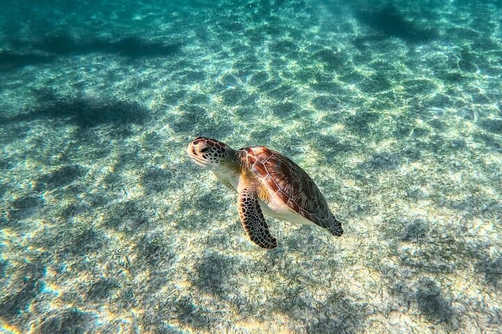 Tulum Early-Access Ruins, Akumal Sea Turtle Swim & Cenote Adventure photo 5