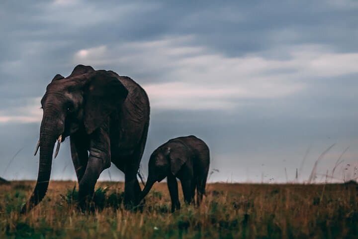 3-Day Private Masai Mara Safari: Big Five Game Drives & Maasai Village Visit photo 6