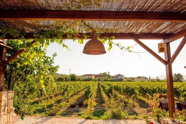 Taste of Zante: Wineries & Olive Oil Factories Private Tour in Zakynthos photo 2