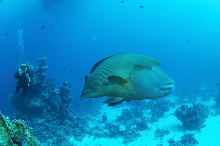 Ras Mohammed Snorkeling Trip from Sharm El Sheikh — Red Sea Reefs & Boat Lunch photo 3