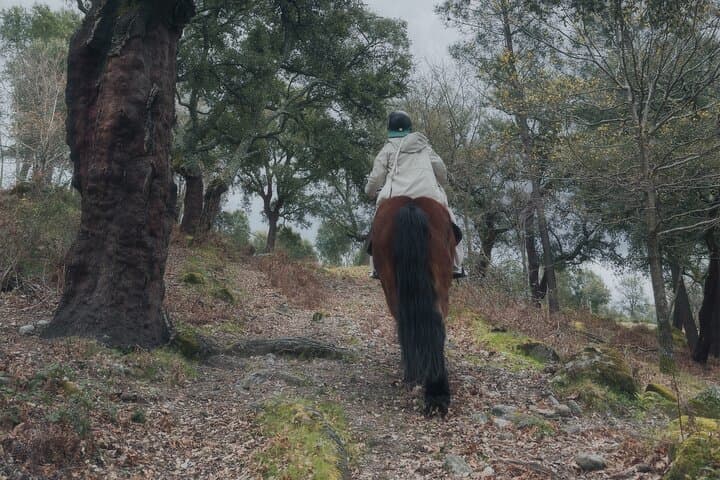 Basto Mountain Ride: 1-Hour Horseback Trail in Serra da Cabreira, Portugal photo 4
