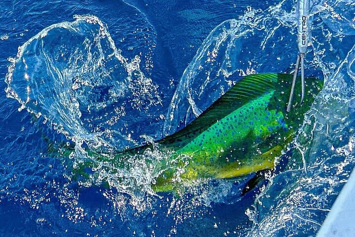 Half-Day Sport Fishing in Ballena Marine National Park, Costa Rica photo 2