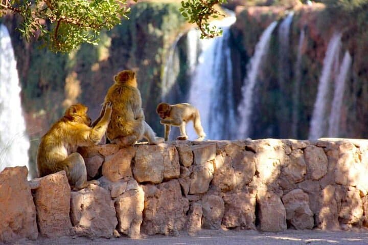 Marrakech to Ouzoud Waterfalls Day Trip: Monkeys, Boat Rides & Riverside Tagines photo 3