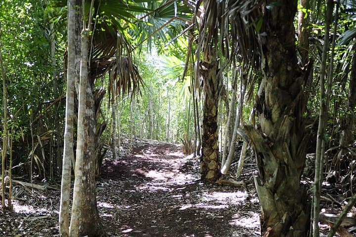 Playa del Carmen Mountain Bike Jungle & Cenote Tour — Ride, Swim, Explore photo 3