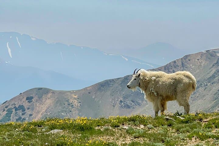 Georgetown via Guanella Pass Private Colorado Tour — Mt. Bierstadt Views & Historic Georgetown photo 6