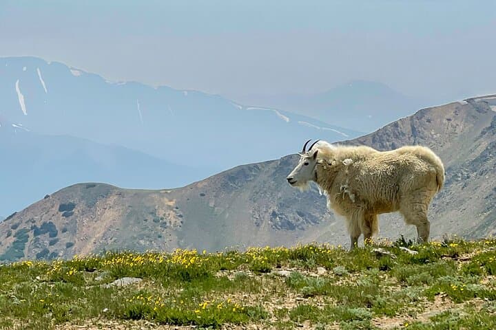 Breckenridge via Hoosier Pass: Private Colorado Adventure Tour photo 4
