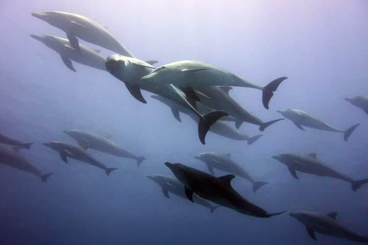 Mnemba Snorkeling and Dolphin Swim Adventure from Nungwi