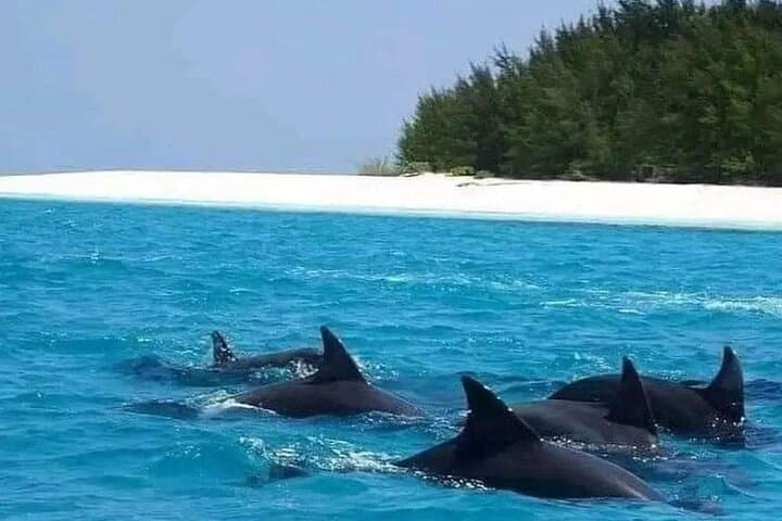 Mnemba Snorkeling and Dolphin Swim Adventure from Nungwi photo 6