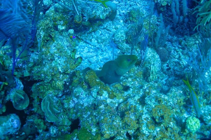 Two-Tank Dive the Belize Barrier Reef from San Pedro photo 3