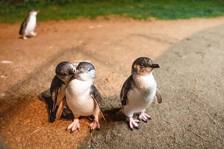 Phillip Island Penguin Parade: Full-Day Wine, Wildlife & Coastal Discovery from Melbourne photo 1
