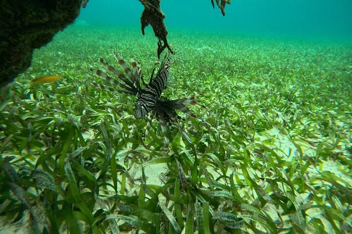 Early-Morning Snorkel at Mexico Rocks and Stingray City, Ambergris Caye photo 3