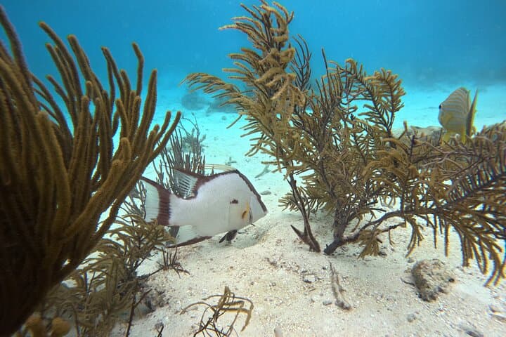 Early-Morning Snorkel at Mexico Rocks and Stingray City, Ambergris Caye photo 4