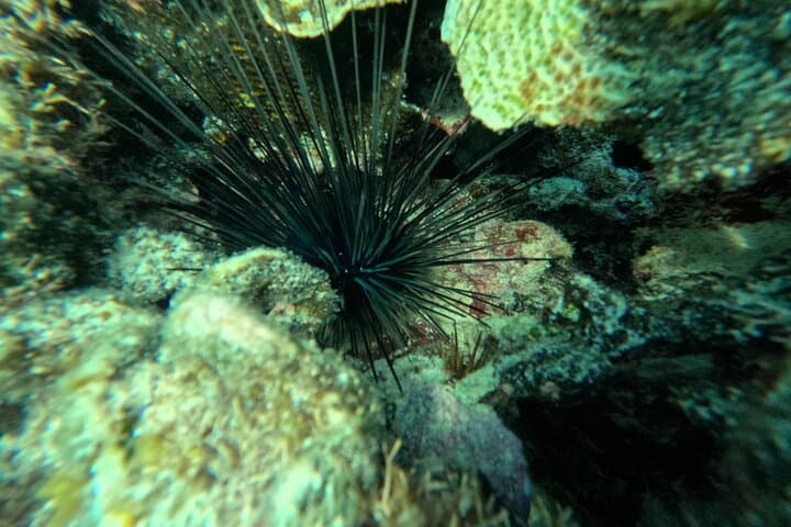 Early-Morning Snorkel at Mexico Rocks and Stingray City, Ambergris Caye photo 5