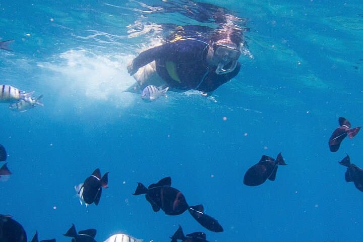 Snorkeling Turtle Canyon: Swim with Honu Off Waikiki photo 2