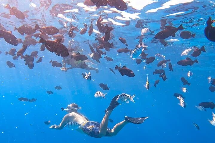Snorkeling Turtle Canyon: Swim with Honu Off Waikiki