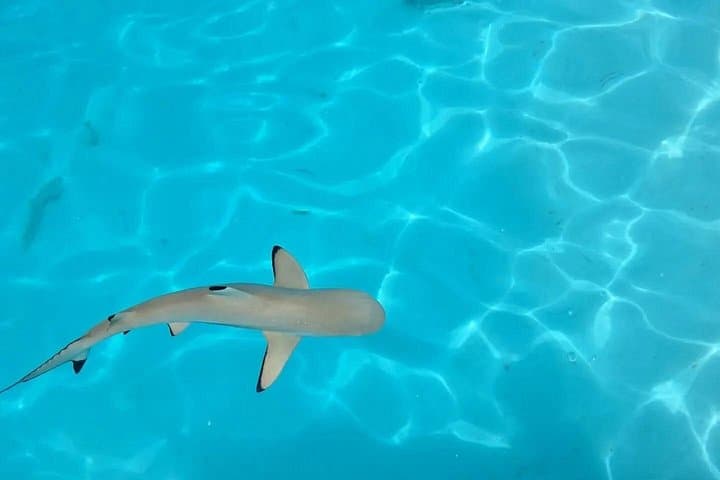 Moorea Lagoon Cruise and Snorkel: 3-Hour Opunohu Bay Tour photo 2