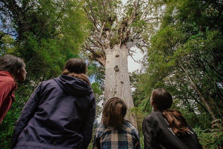 Auckland to Paihia West Coast Small-Group Day Tour: Waipoua, Kauri & Waitangi photo 3