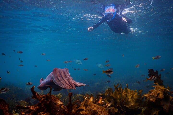 Snorkel Clovelly Beach: Discover Sydney’s Underwater Wonders photo 3
