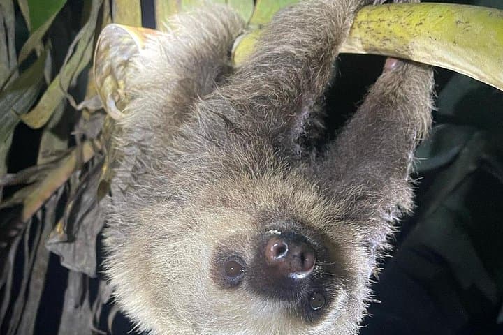 Night Rainforest Walk Near Playa Flamingo — Frogs, Snakes & Sloths