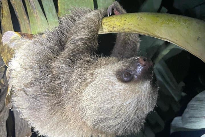 Night Rainforest Walk Near Playa Flamingo — Frogs, Snakes & Sloths photo 2