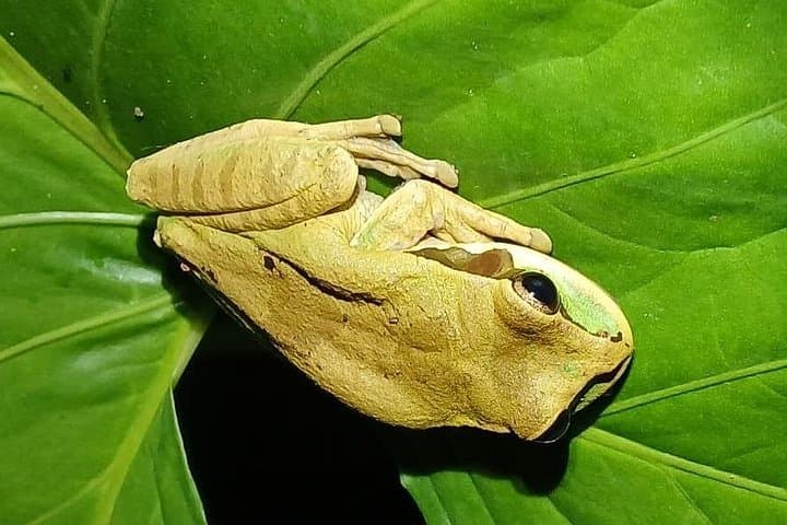 Night Rainforest Walk Near Playa Flamingo — Frogs, Snakes & Sloths photo 3