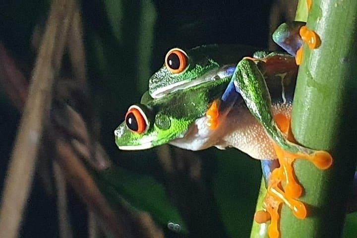 Night Rainforest Walk Near Playa Flamingo — Frogs, Snakes & Sloths photo 4