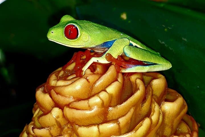 Night Rainforest Walk Near Playa Flamingo — Frogs, Snakes & Sloths photo 5