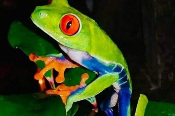 Night Rainforest Walk Near Playa Flamingo — Frogs, Snakes & Sloths photo 6