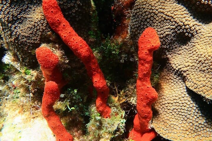 Puerto Morelos Snorkeling Tour: Explore Coral Reefs & Sea Turtles photo 3