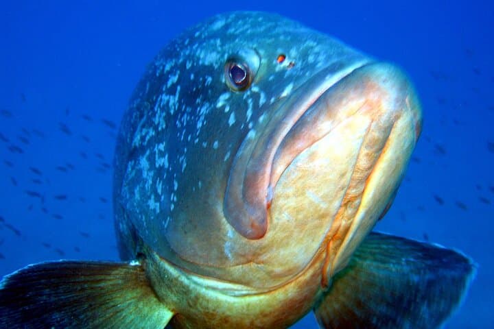 Discover Scuba Diving on Elba: Introductory Mediterranean Dives to 12m photo 6