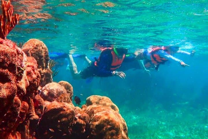 Puerto Morelos Snorkeling Tour: Explore Coral Reefs & Sea Turtles photo 2