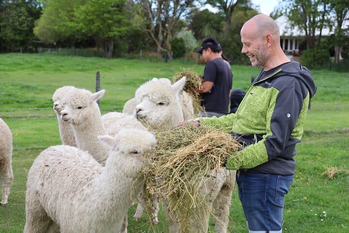 Fun Alpaca Farm Tour Near Christchurch — Feed, Cuddle & Explore