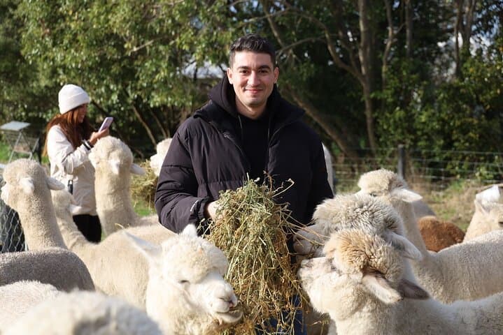 Fun Alpaca Farm Tour Near Christchurch — Feed, Cuddle & Explore photo 3