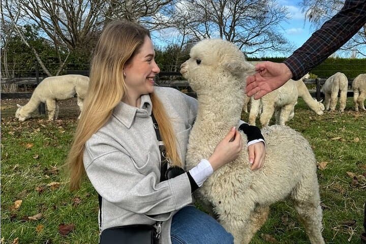 Fun Alpaca Farm Tour Near Christchurch — Feed, Cuddle & Explore photo 4