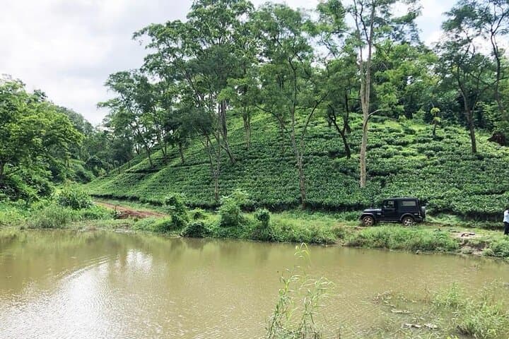 Amchong Tea Estate & Factory Visit — Assam High-Tea Experience photo 4