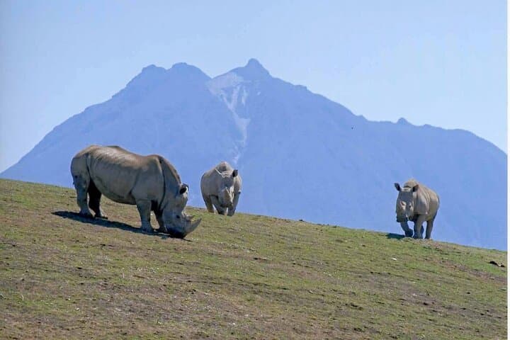 Beppu African Safari & Hells Private Tour — Drive-Through Wildlife and Hot Spring Views photo 1