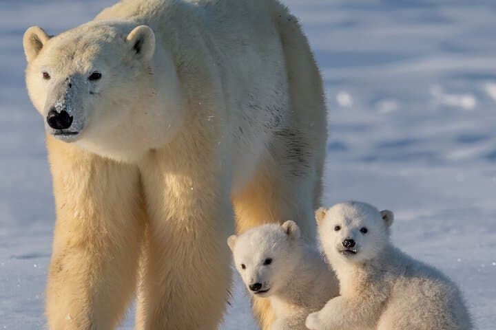 Ranua Wildlife Park: Arctic Wildlife Adventure Day Trip from Rovaniemi photo 1