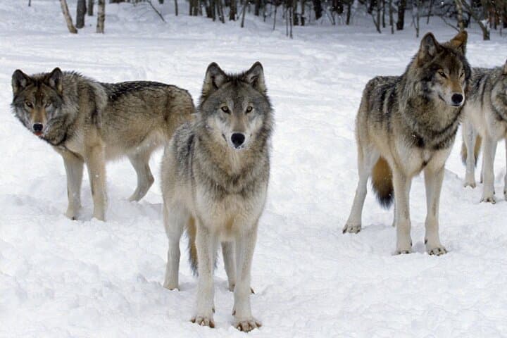 Ranua Wildlife Park: Arctic Wildlife Adventure Day Trip from Rovaniemi photo 4