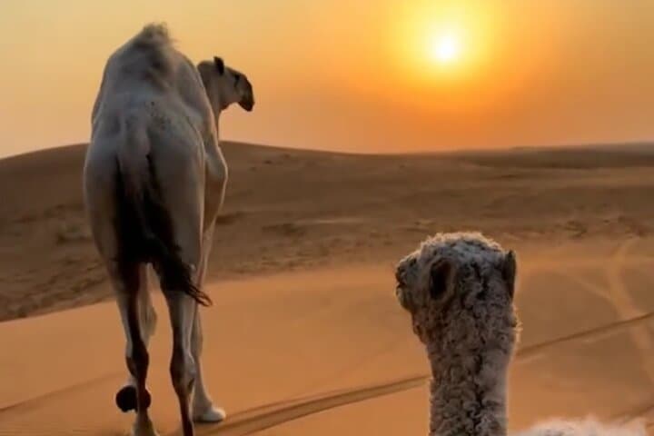 Salalah Desert Safari: Sunset Dune Bashing & Overnight in the Empty Quarter photo 4